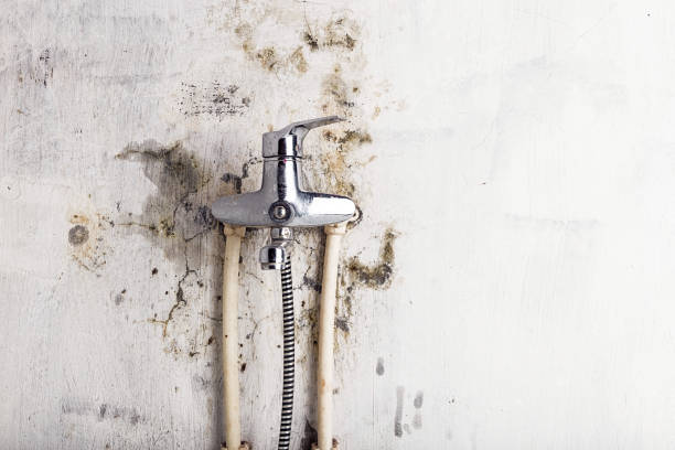Best Emergency Mold Removal  in Los Altos Hills, CA