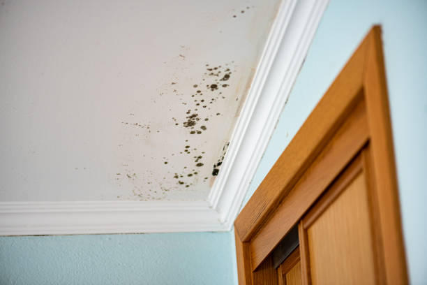 Best Mold Removal Company Near Me  in Los Altos Hills, CA