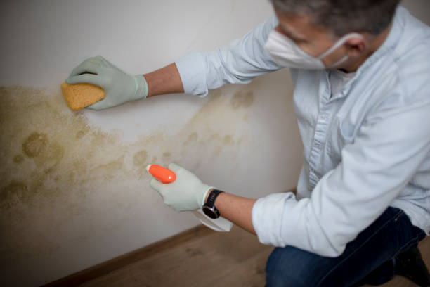 Best Mold Cleaning Services  in Los Altos Hills, CA