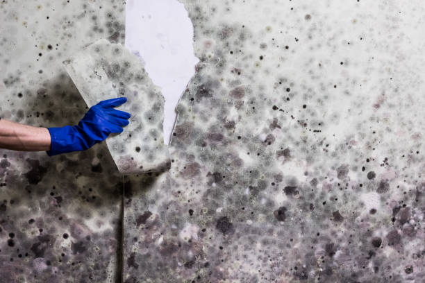 Certified Mold Removal in Los Altos Hills, CA