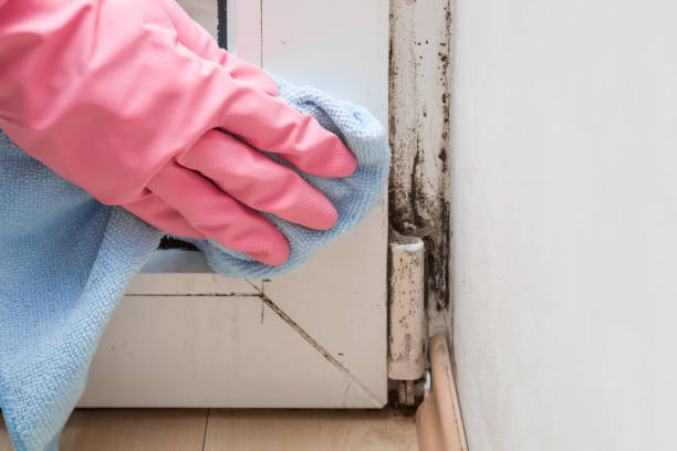 Best Black Mold Removal  in Los Altos Hills, CA
