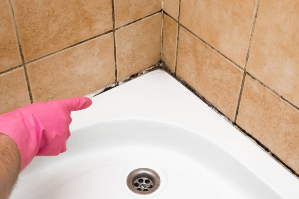 Best Mold Damage Repair  in Los Altos Hills, CA